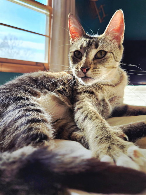 picture of the cat needing adoption