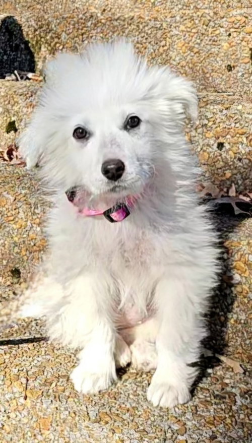 picture of the dog needing adoption
