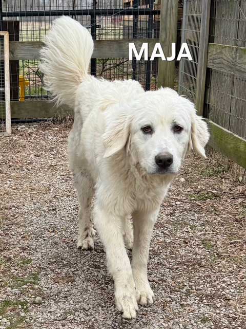 MAJA Image