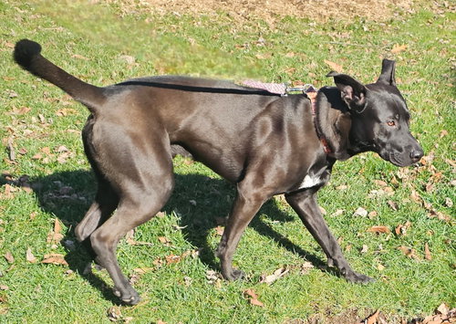 THOR photo 3