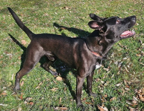 THOR photo 4