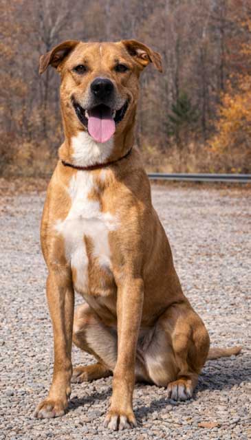 picture of the dog needing adoption