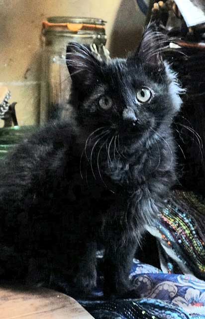 KITTEN JOURNEY Image