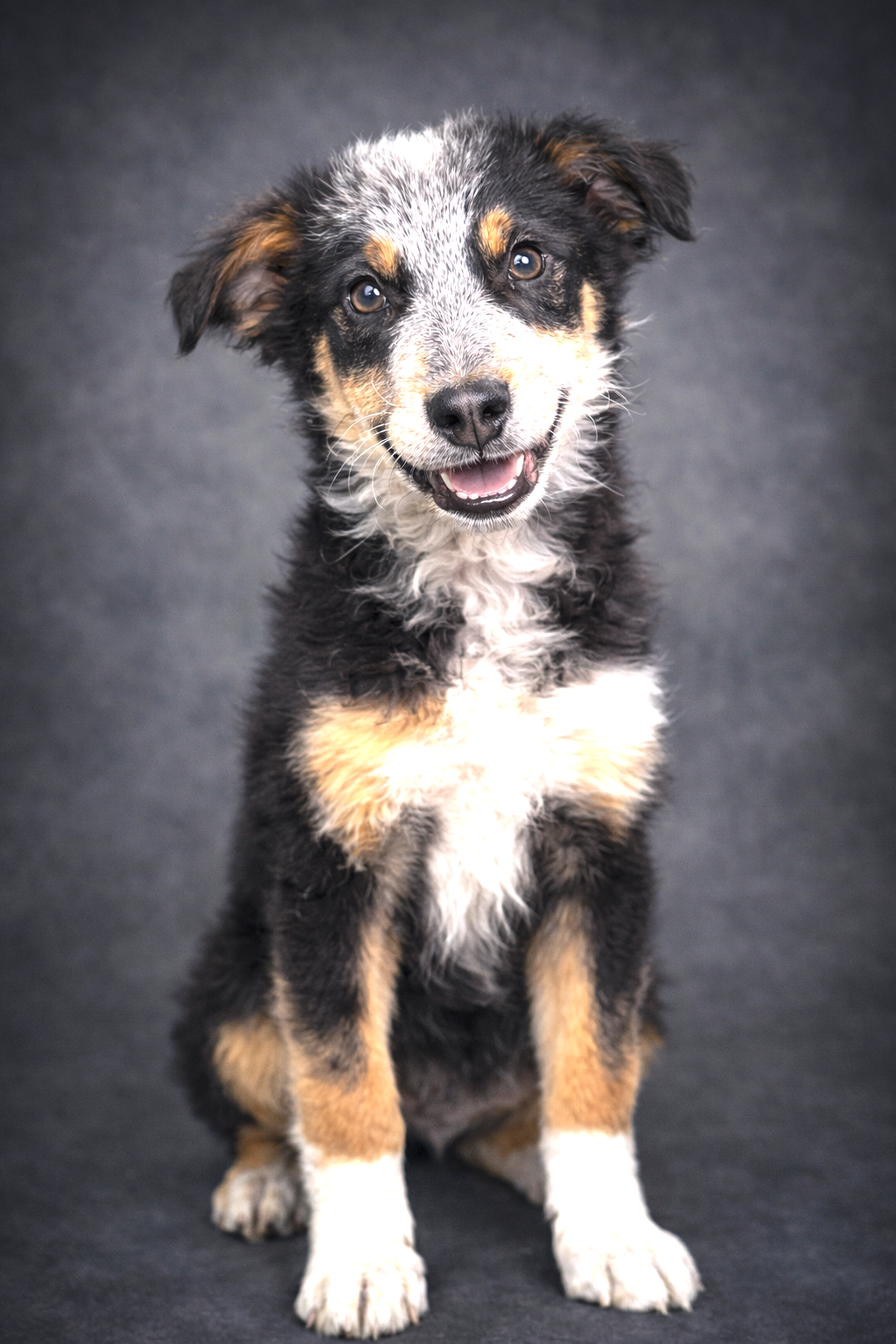 PUPPY FINN Image