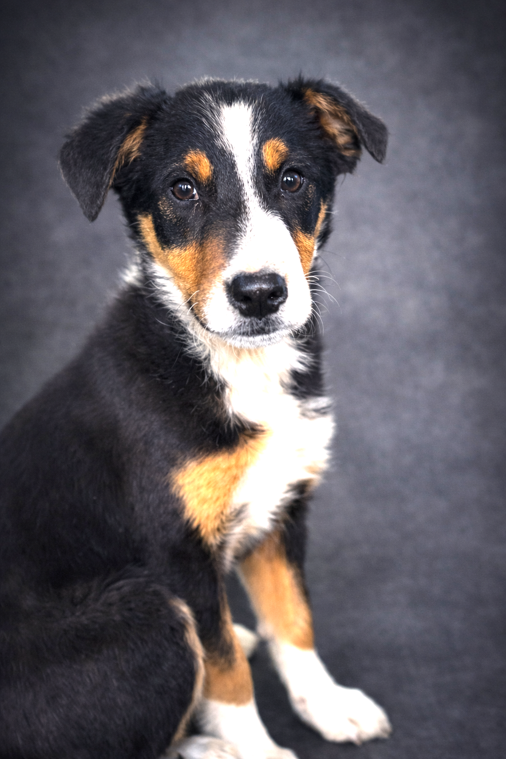 PUPPY BEAR Image