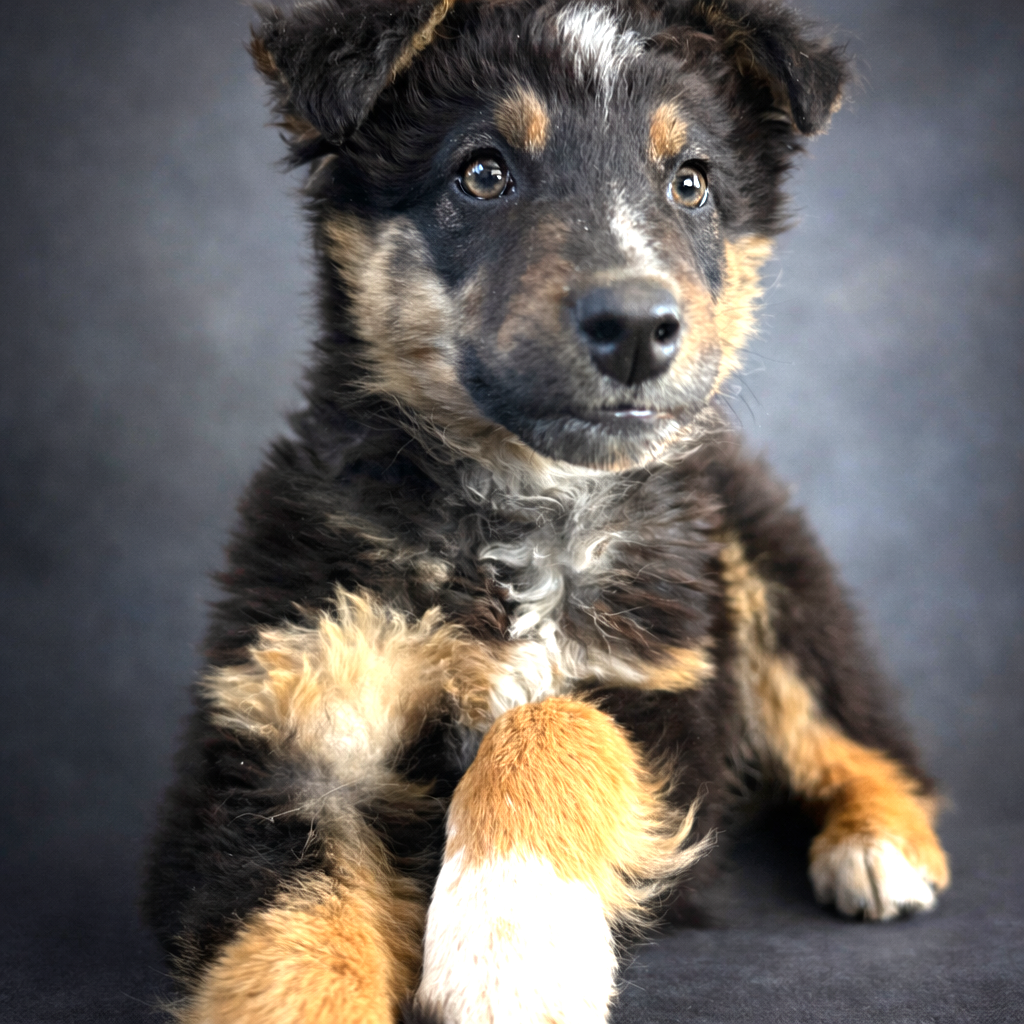 PUPPY MR. COOPER Image