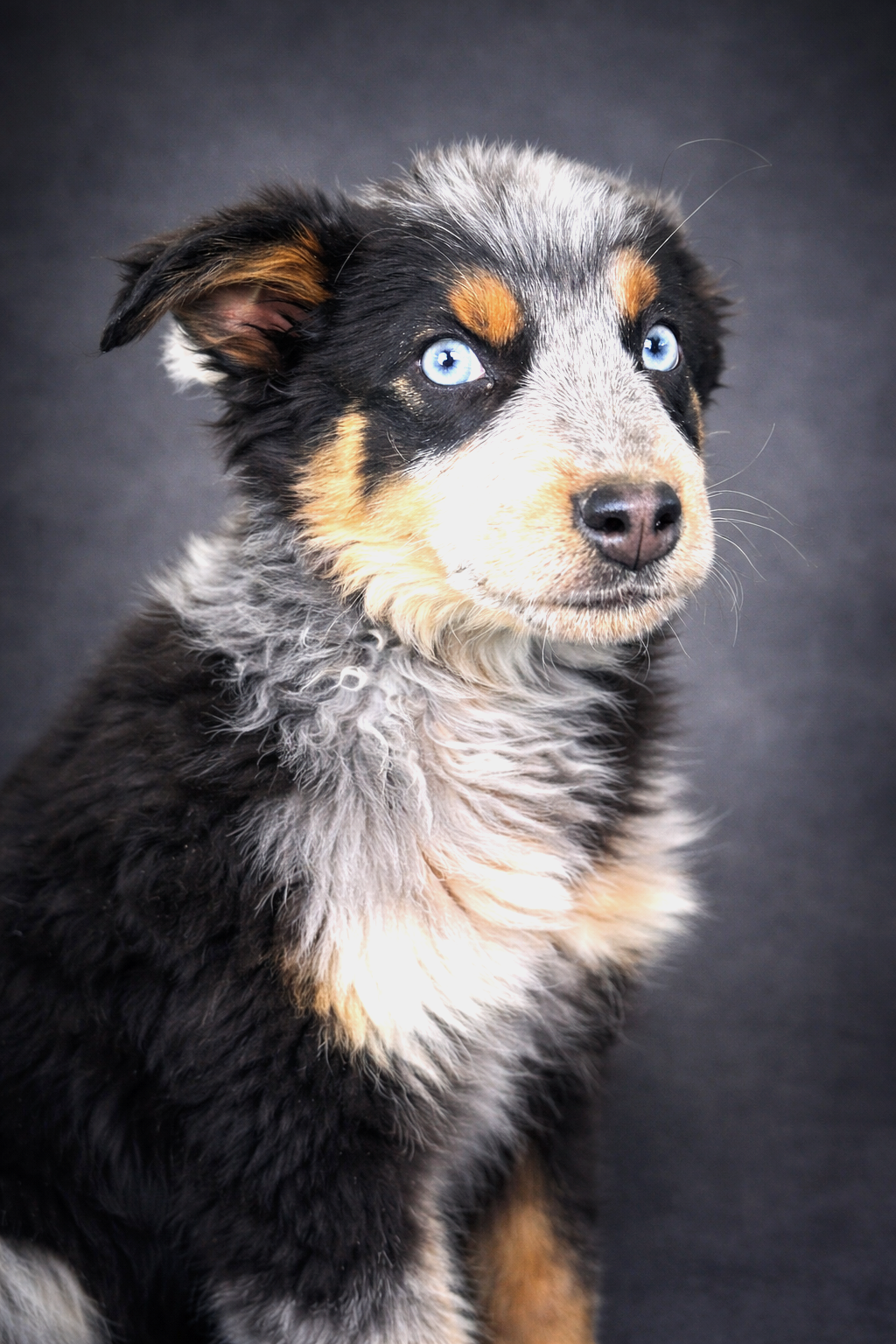 PUPPY BLUE EYED SKYE Image