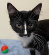 KITTEN FLETCHER - Photo 2