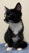 KITTEN FLETCHER - Photo 3