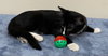 KITTEN FLETCHER - Photo 4