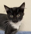 KITTEN FELIX - Photo 1