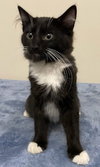 KITTEN FELIX - Photo 2