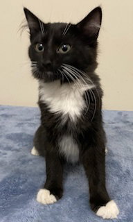 KITTEN FELIX - Domestic Short Hair available for adoption