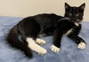 KITTEN FELIX - Photo 4