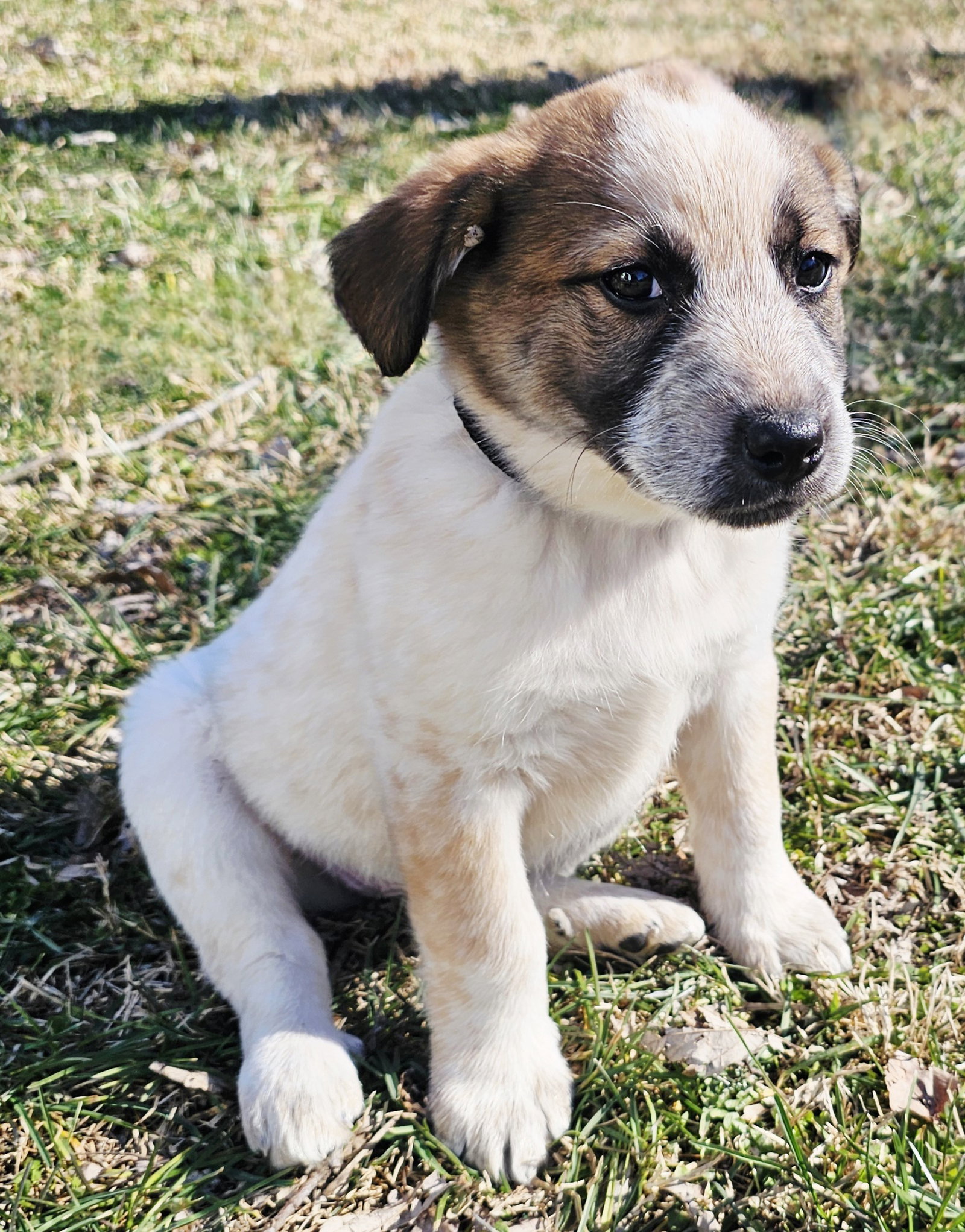 PUPPY GINGER Image