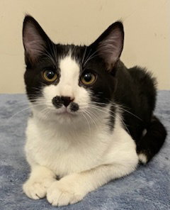 KITTEN FREDDIE Image