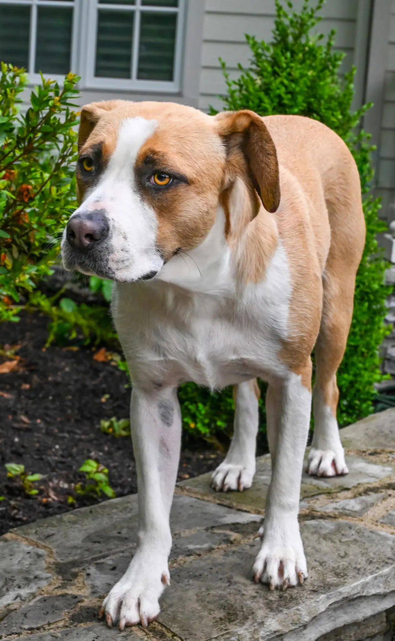 Ruthie - Boxer