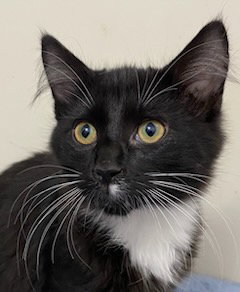 KITTEN FIGARO Image