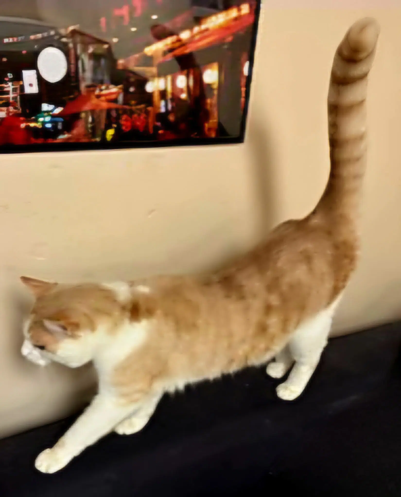 Oliver image 3