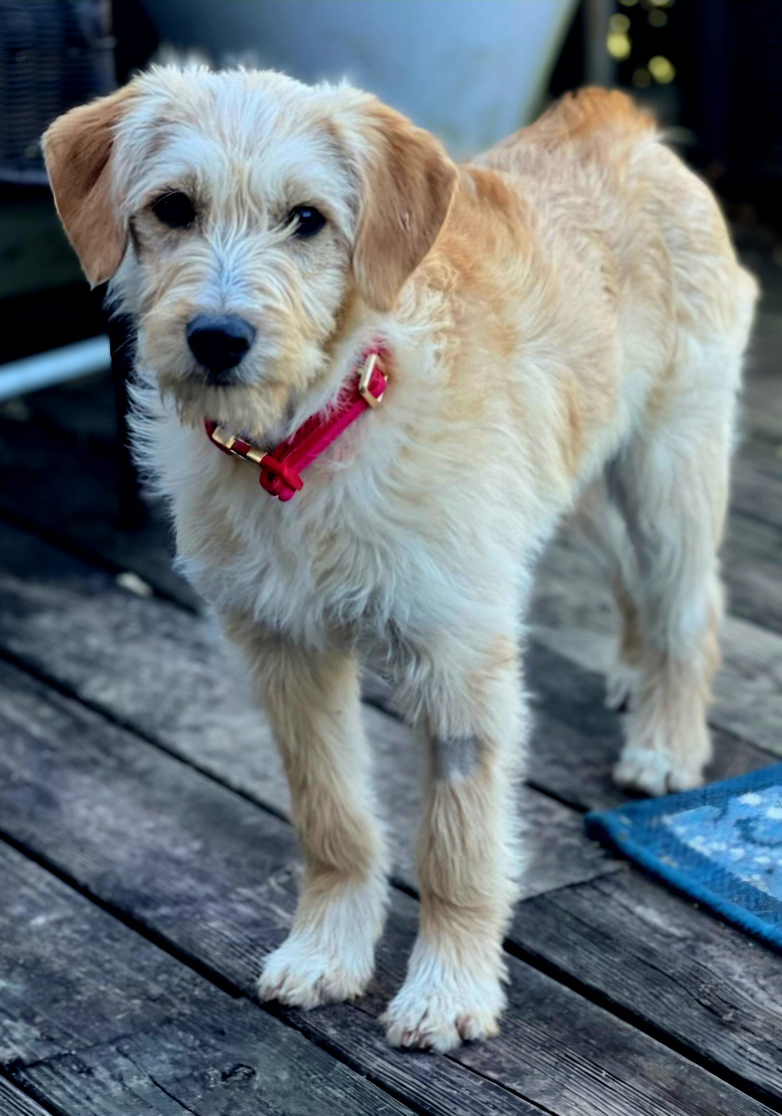 PUPPY LIBERTY Image