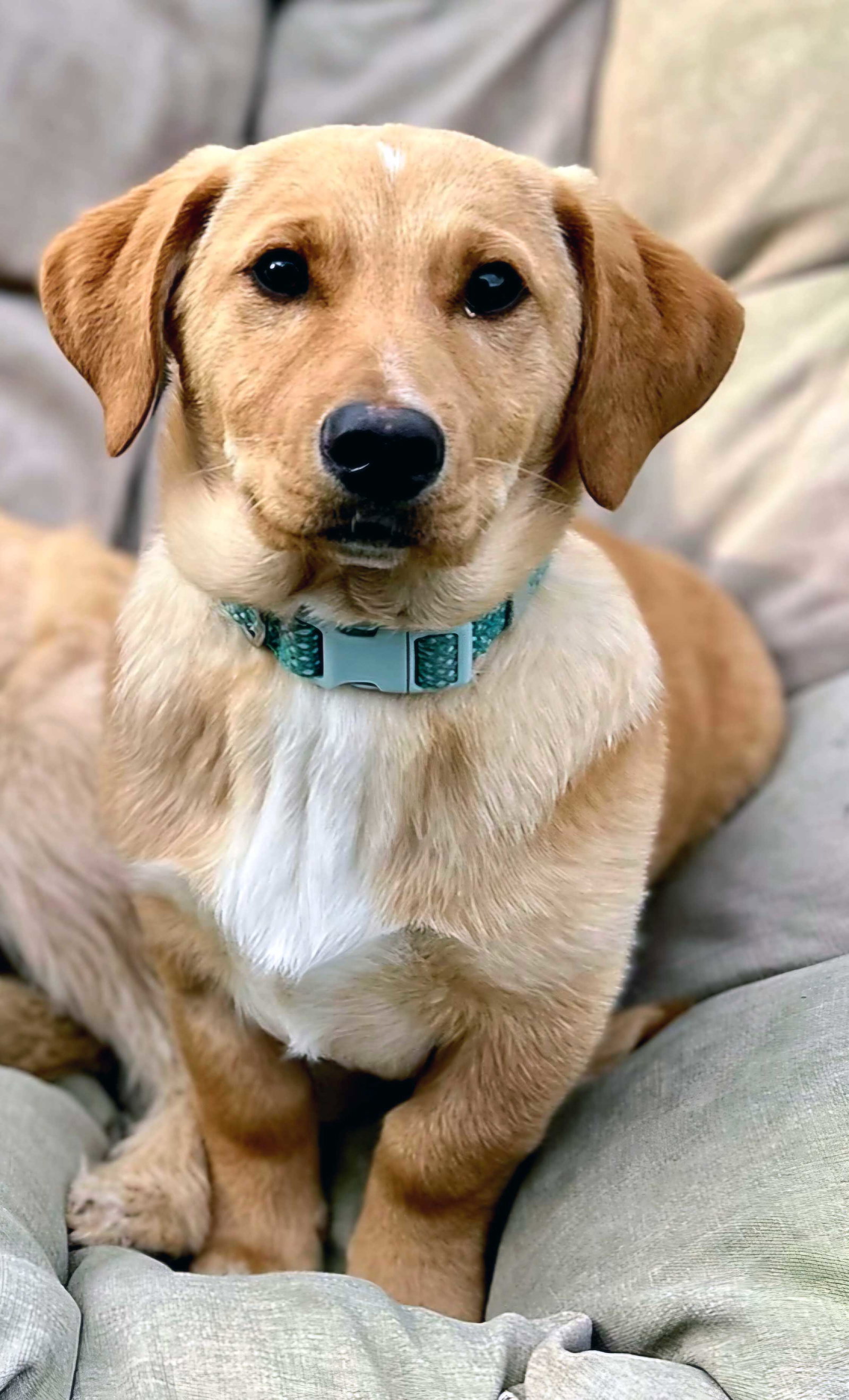 Puppy Mccoy