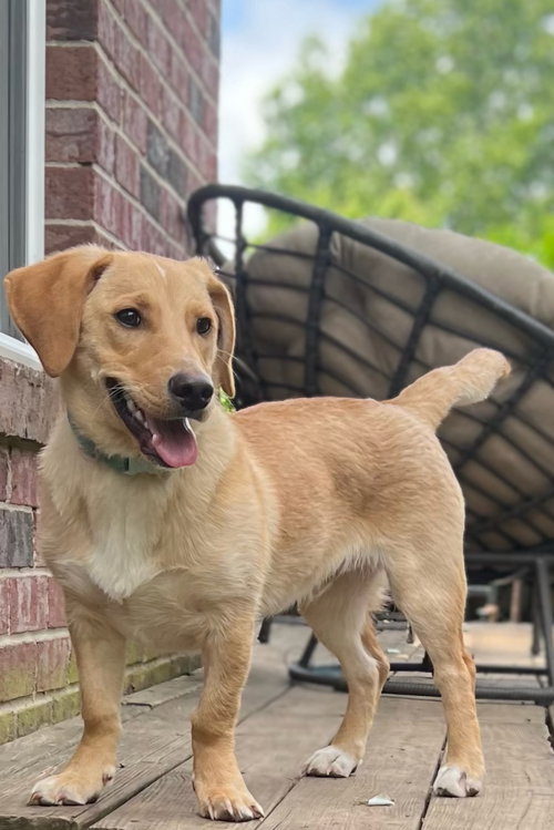 PUPPY McCOY, an adoptable Golden Retriever in Sussex, NJ