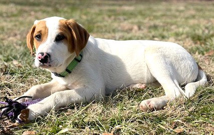 Puppy Charming Chip
