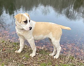 Great Pyrenees