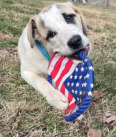 Great Pyrenees
