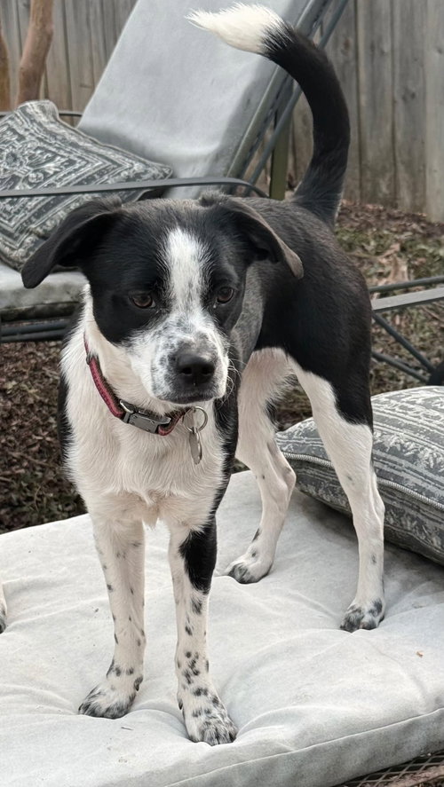 picture of the dog needing adoption