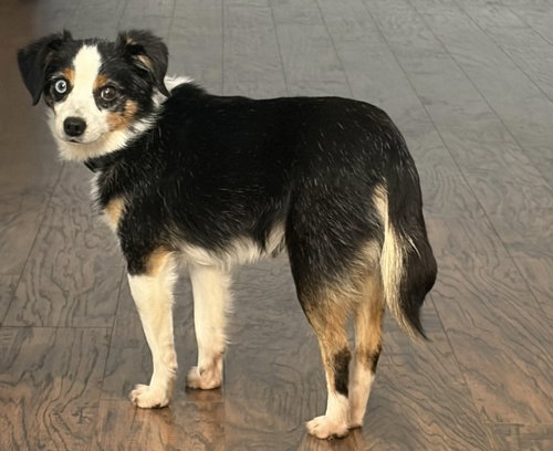 picture of the dog needing adoption