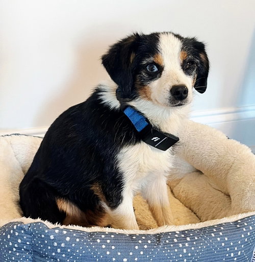 GIZMO, an adoptable Australian Shepherd in Sussex, NJ