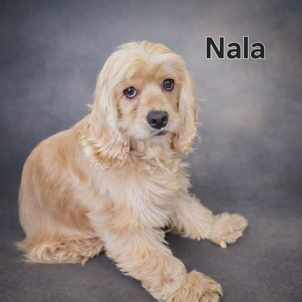 Cocker Spaniel