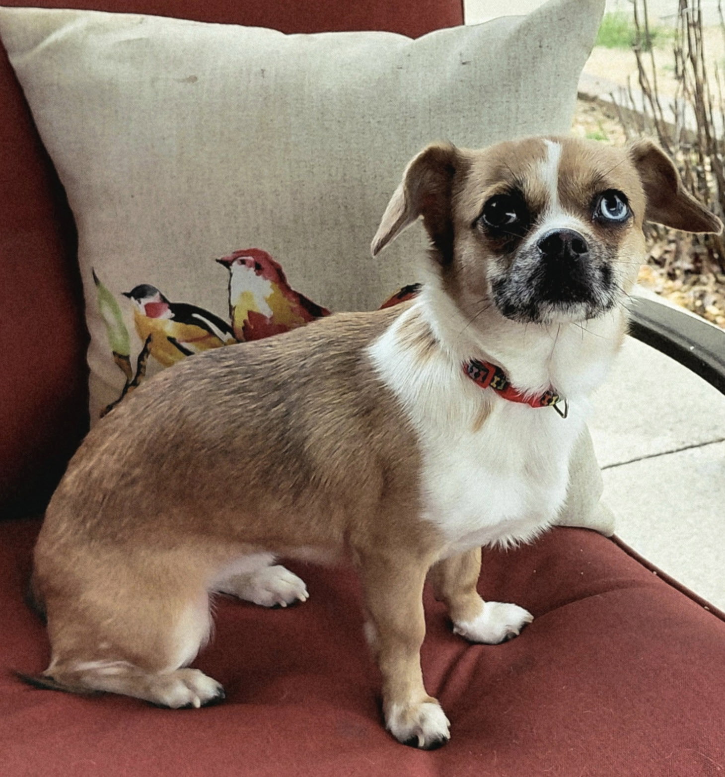 Chihuahua