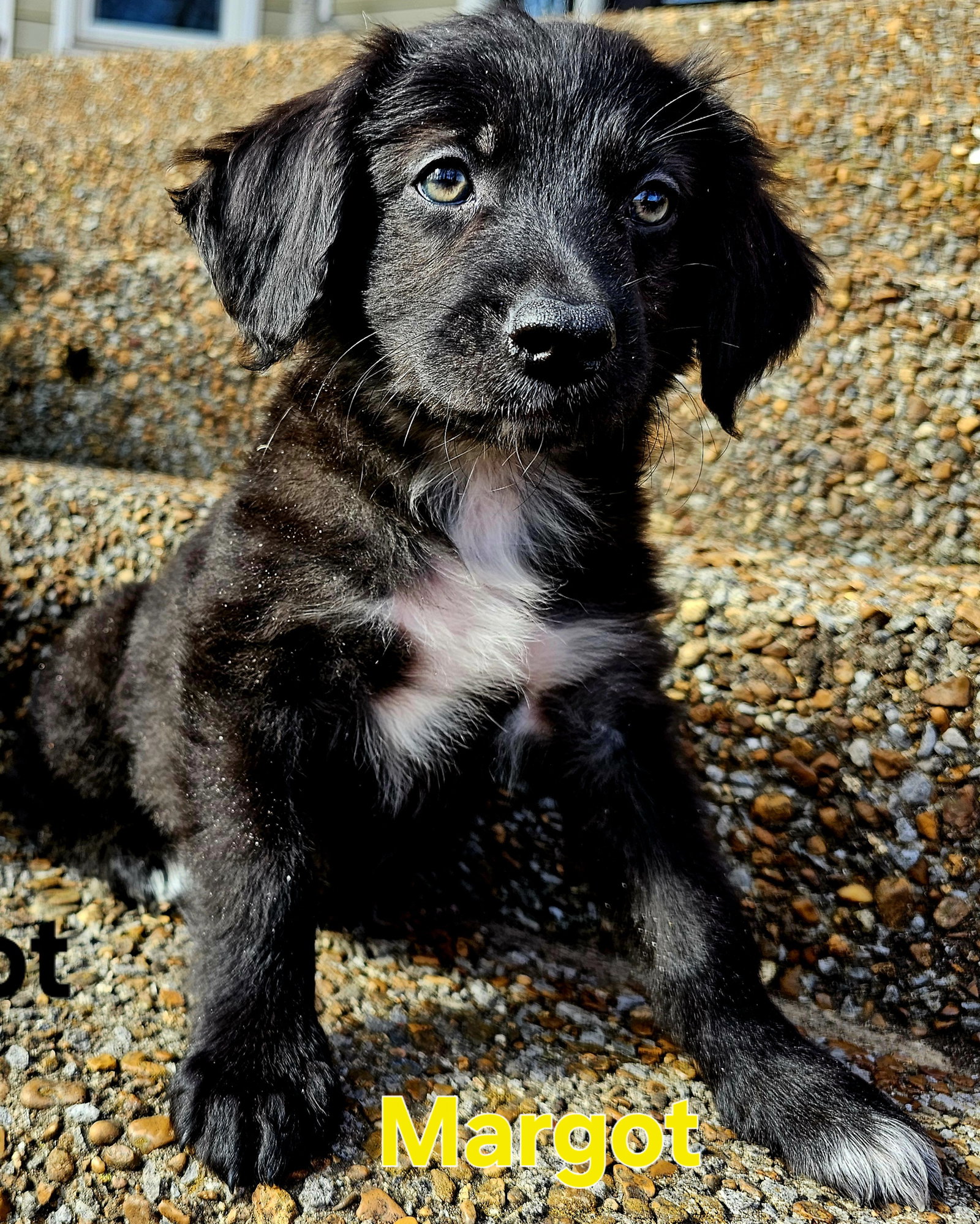 Puppy Margot
