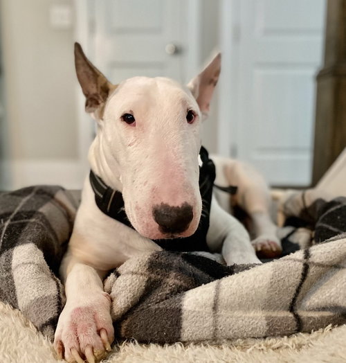 picture of the dog needing adoption