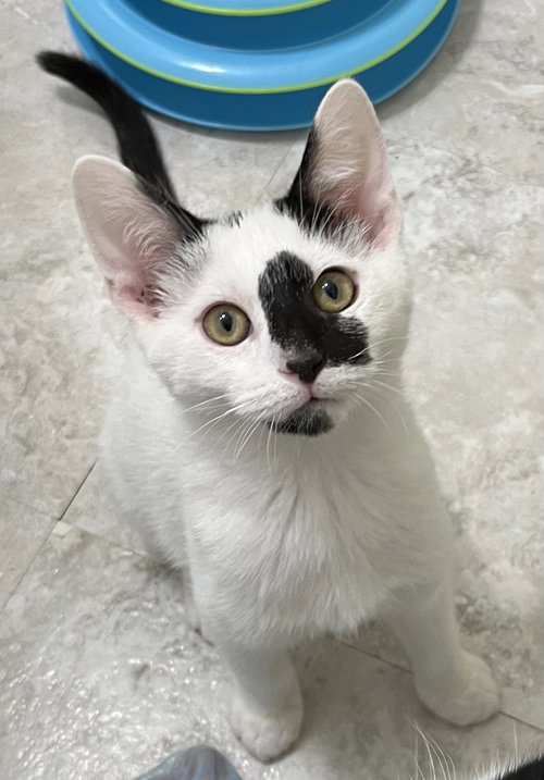 KITTEN ZEKE, Baby Domestic Short Hair (short coat), cat for adoption in Clifton, New Jersey