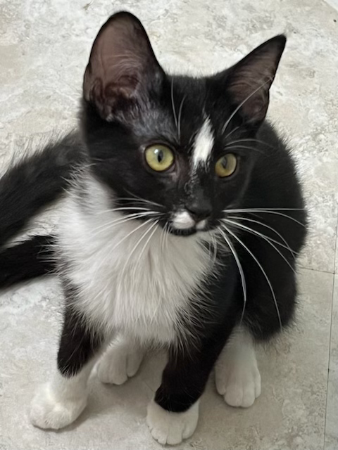 KITTEN ZAYA, Baby Tuxedo (short coat), cat for adoption in Clifton, New Jersey