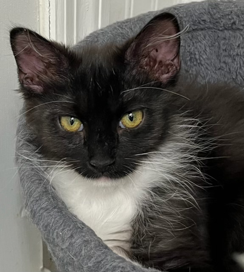 picture of the cat needing adoption