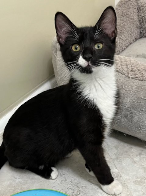 KITTEN ZANE, Baby Tuxedo (short coat), cat for adoption in Clifton, New Jersey