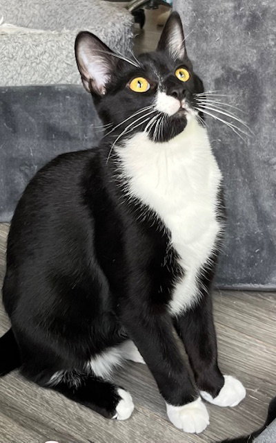KITTEN ZANE, an adoptable Tuxedo in Sussex, NJ