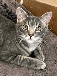 KITTEN MAX, Baby Tabby, cat for adoption in Clifton, New Jersey