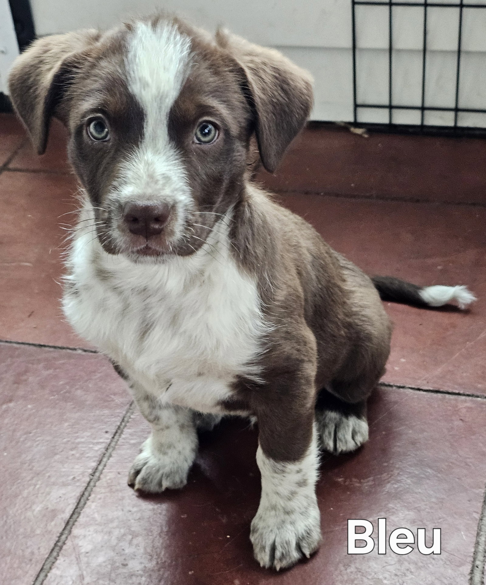 Puppy Bleu