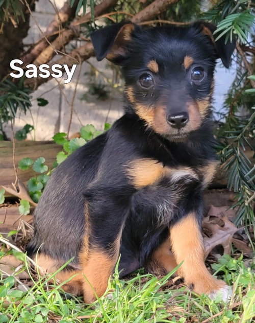 PUPPY SASSAFRAS, an adoptable Chihuahua in Sussex, NJ