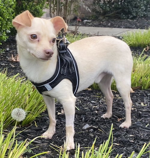 TUBBY is TENDER, an adoptable Chihuahua in Sussex, NJ