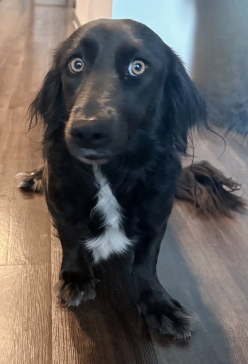 picture of the dog needing adoption