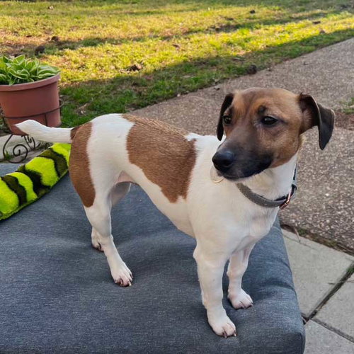 CREOLE GIRL, an adoptable Jack Russell Terrier in Sussex, NJ