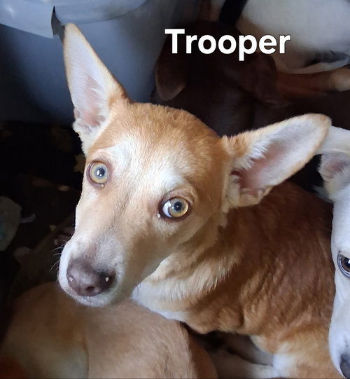 PUPPY TROOPER, an adoptable Chihuahua in Sussex, NJ