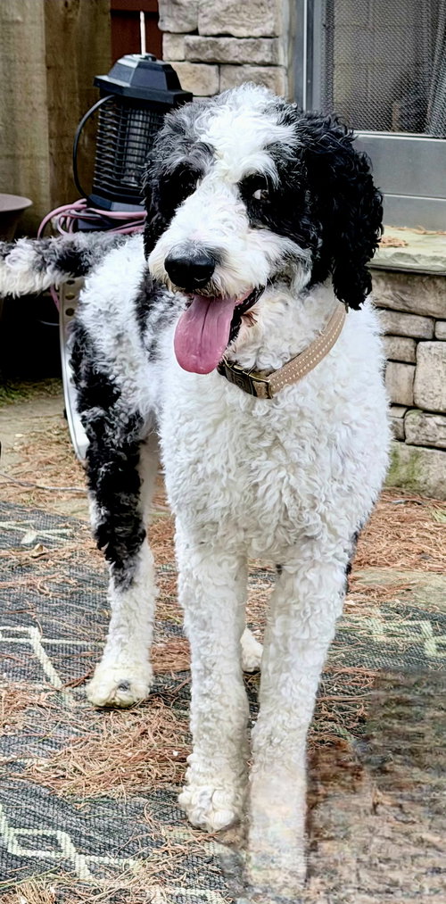 POLO, an adoptable Poodle in Sussex, NJ