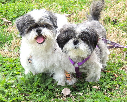 SHIH TZUS SOPHIE AND LIZZIE, an adoptable Shih Tzu in Sussex, NJ